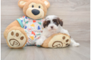 Best Havapoo Baby