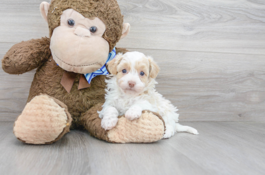 Havapoo Pup Being Cute