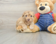 8 week old Havapoo Puppy For Sale - Florida Fur Babies