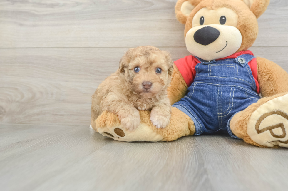 5 week old Havapoo Puppy For Sale - Florida Fur Babies