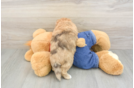 Havapoo Puppy for Adoption