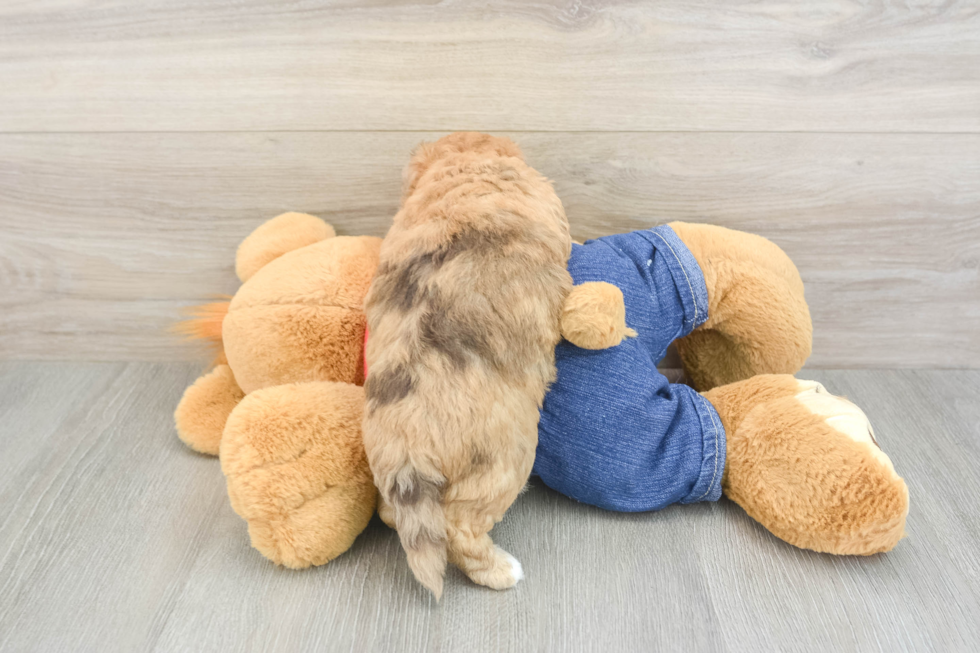 Havapoo Puppy for Adoption
