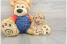 Havapoo Puppy for Adoption
