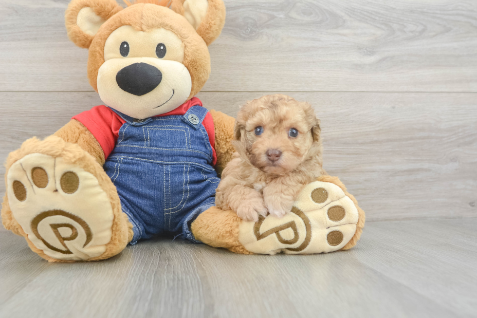 Havapoo Puppy for Adoption