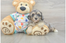Havapoo Pup Being Cute