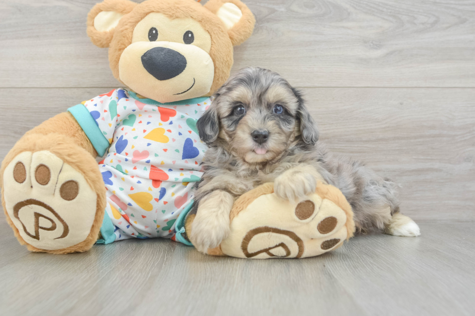 Havapoo Pup Being Cute