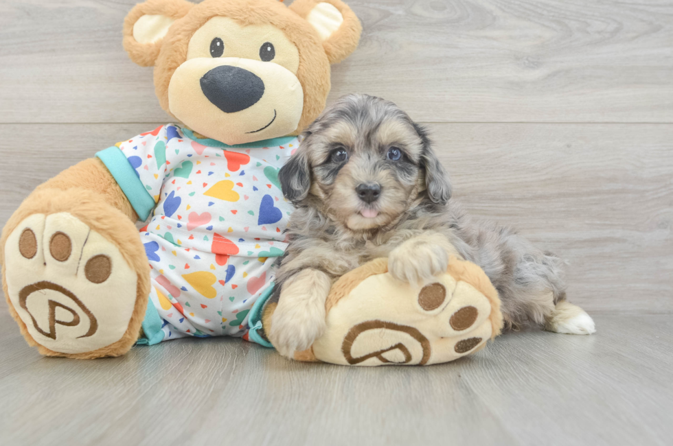 6 week old Havapoo Puppy For Sale - Florida Fur Babies