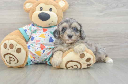 Havapoo Pup Being Cute