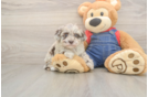Petite Havapoo Poodle Mix Pup