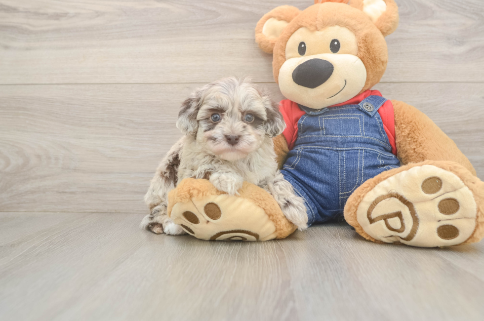 5 week old Havapoo Puppy For Sale - Florida Fur Babies