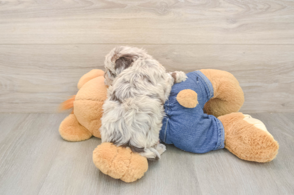 Petite Havapoo Poodle Mix Pup
