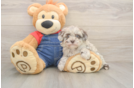 Havapoo Pup Being Cute