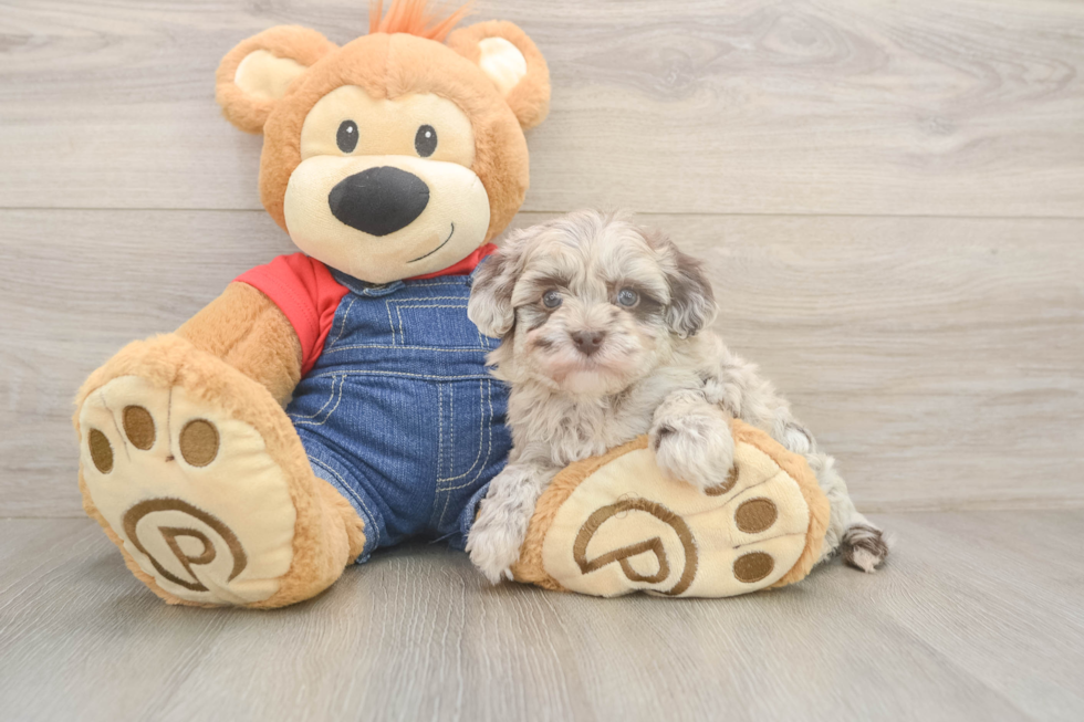 Havapoo Pup Being Cute