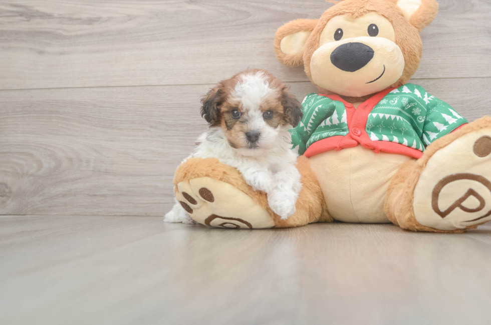 5 week old Havapoo Puppy For Sale - Florida Fur Babies