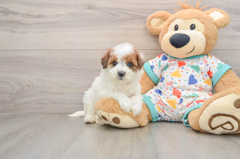 Playful Havadoodle Poodle Mix Puppy