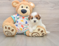 8 week old Havapoo Puppy For Sale - Florida Fur Babies