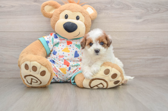 Energetic Havadoodle Poodle Mix Puppy