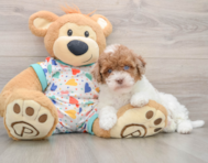 8 week old Havapoo Puppy For Sale - Florida Fur Babies