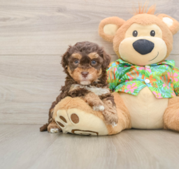 6 week old Havapoo Puppy For Sale - Florida Fur Babies