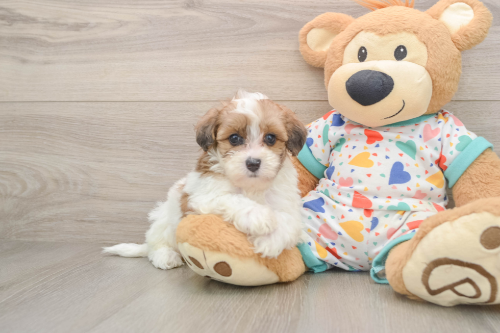 Playful Havadoodle Poodle Mix Puppy