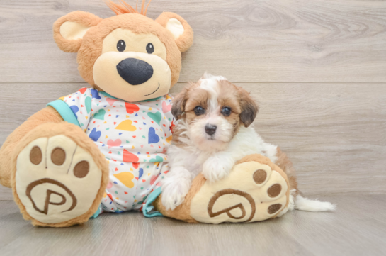 Havapoo Puppy for Adoption