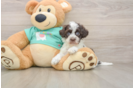 Little Havadoodle Poodle Mix Puppy