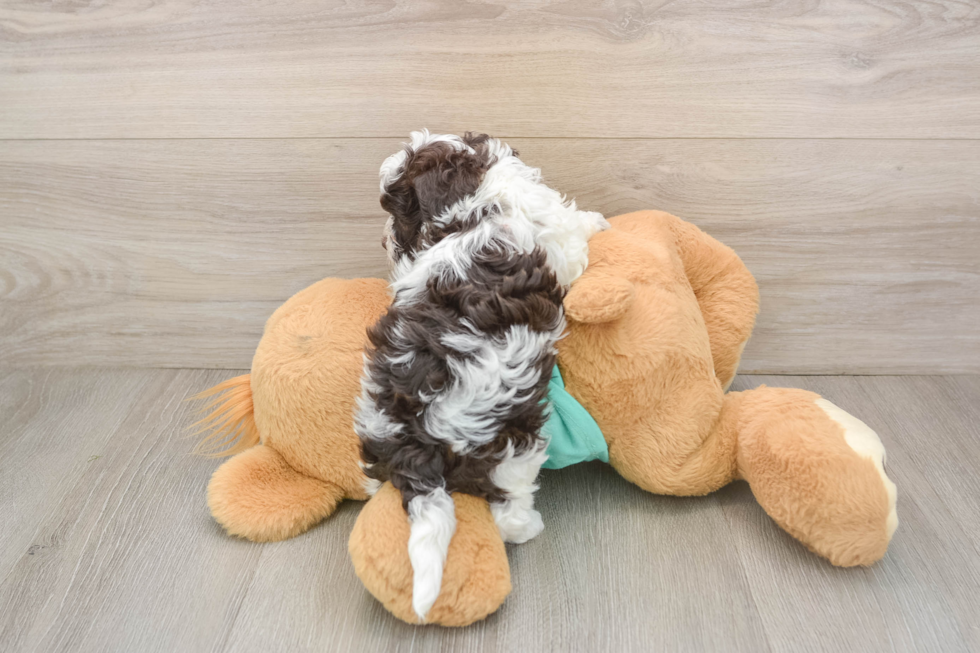 Funny Havapoo Poodle Mix Pup