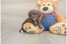 Havapoo Puppy for Adoption