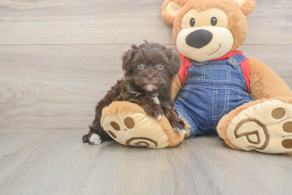 Havapoo Puppy for Adoption