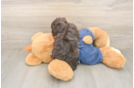 Funny Havapoo Poodle Mix Pup