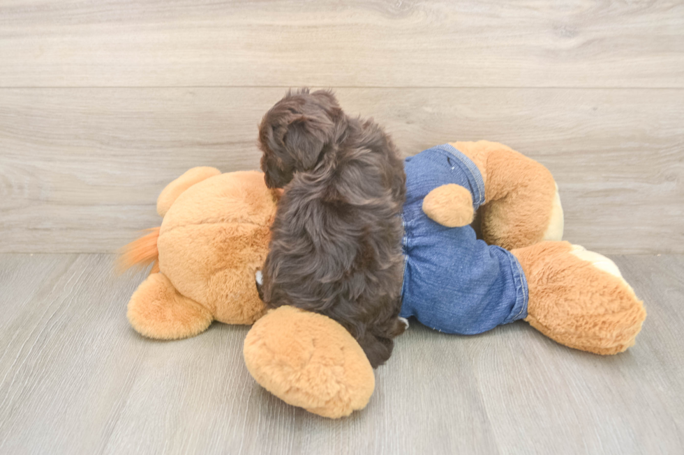 Funny Havapoo Poodle Mix Pup
