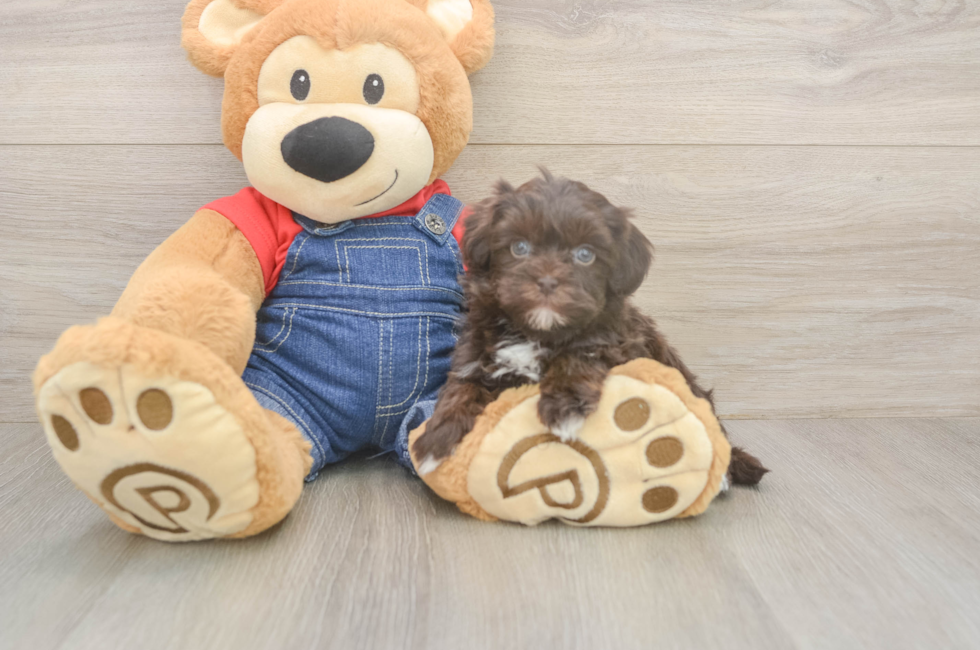 5 week old Havapoo Puppy For Sale - Florida Fur Babies