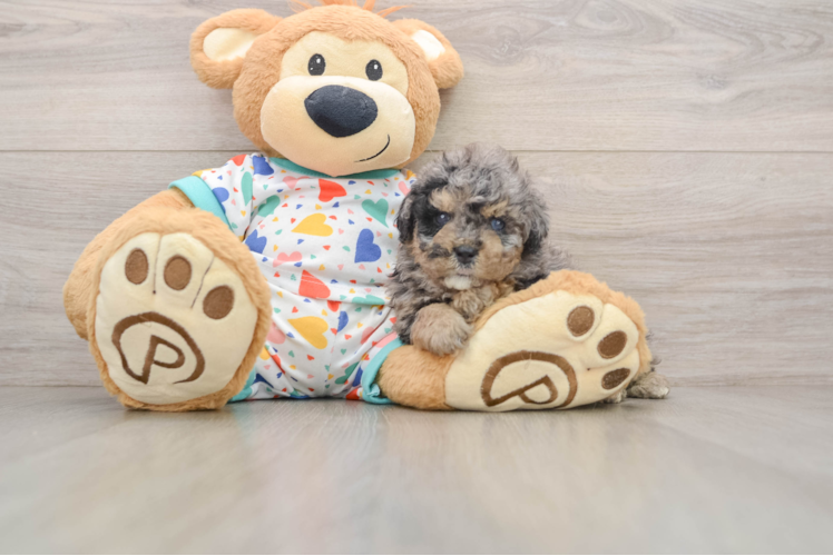 Havapoo Pup Being Cute