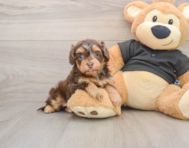 8 week old Havapoo Puppy For Sale - Florida Fur Babies