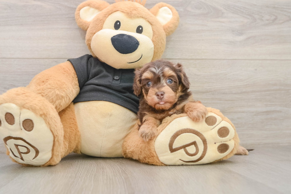 Small Havapoo Baby