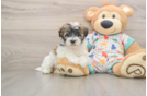 Smart Havapoo Poodle Mix Pup