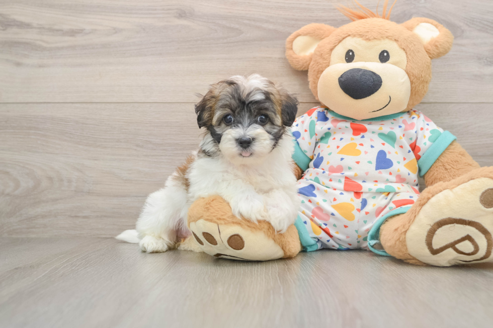 Smart Havapoo Poodle Mix Pup