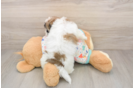 Havapoo Pup Being Cute
