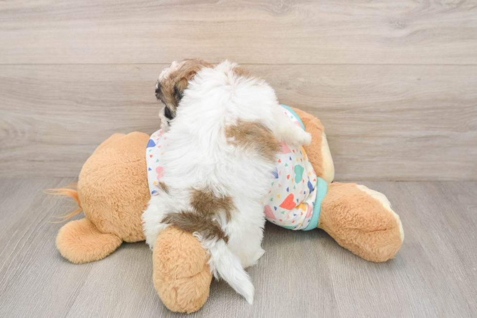 Havapoo Pup Being Cute