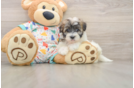 Funny Havapoo Poodle Mix Pup