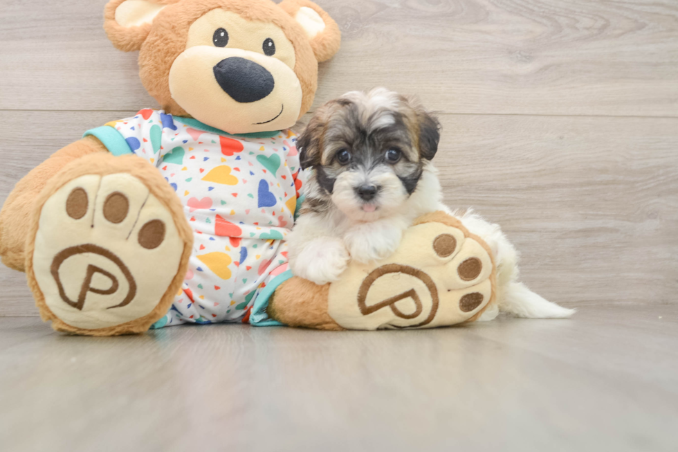 Funny Havapoo Poodle Mix Pup
