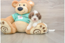 Havapoo Pup Being Cute