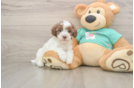 Smart Havapoo Poodle Mix Pup