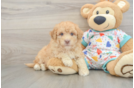 Popular Havapoo Poodle Mix Pup