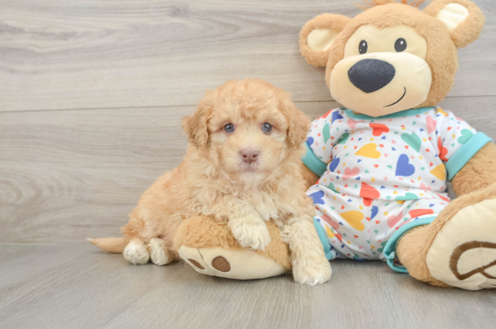 6 week old Havapoo Puppy For Sale - Florida Fur Babies