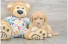 Energetic Havadoodle Poodle Mix Puppy