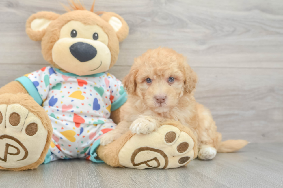 Energetic Havadoodle Poodle Mix Puppy
