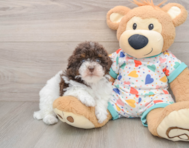 8 week old Havapoo Puppy For Sale - Florida Fur Babies