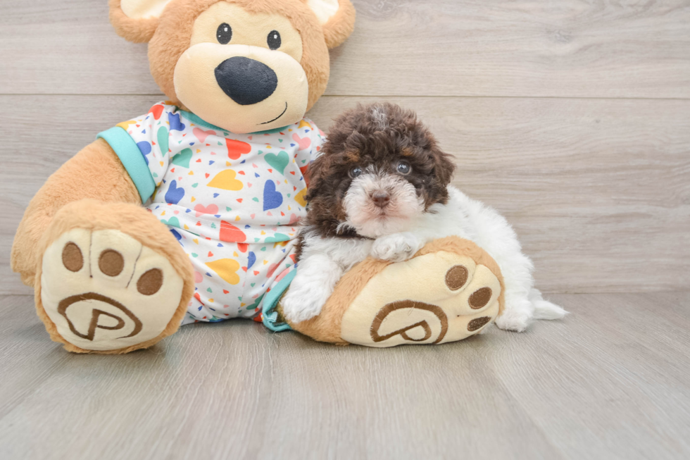 Little Havadoodle Poodle Mix Puppy