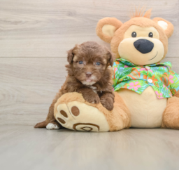 6 week old Havapoo Puppy For Sale - Florida Fur Babies